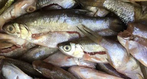 Светът на Дунавските рибари оживява в Лом Светът на Дунавските рибари оживява в Лом