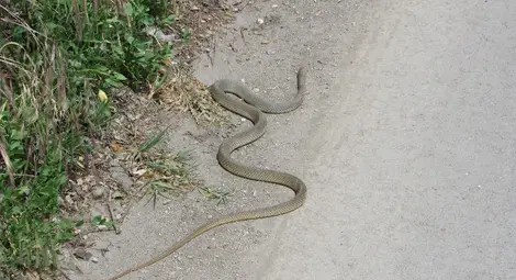 Змии изпълзяха от избуялите след дъждовете джунгли между блоковете