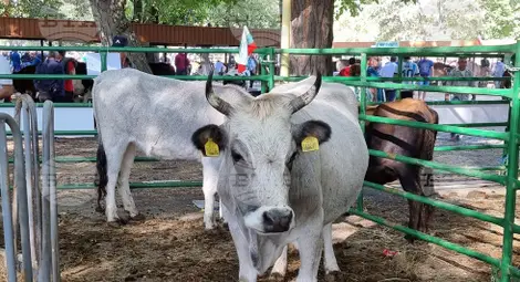 Снимка: БТА Снимка: БТА