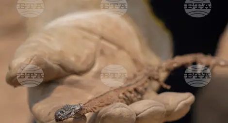 Снимка: БТА Снимка: БТА