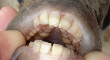 Рибата, която се храни с тестиси, заплашва водите на Великобритания