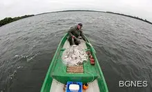 Сом чудовище хванат в Дания