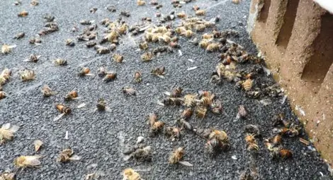Мор по пчелите в Добруджа