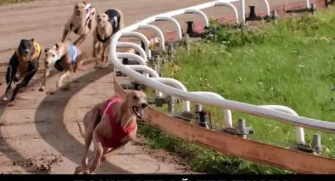 Приятели от Русе грабнаха 2 370 лева от гонките в "Еврофутбол"