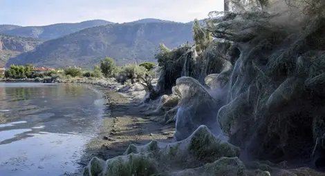 Огромни паяци обвиха гръцки плаж в паяжини 