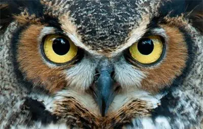 Опасен бухал напада бегачи в парка и краде шапките им