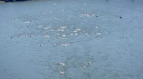 Община Русе ще развива връзката с Гюргево по река Дунав