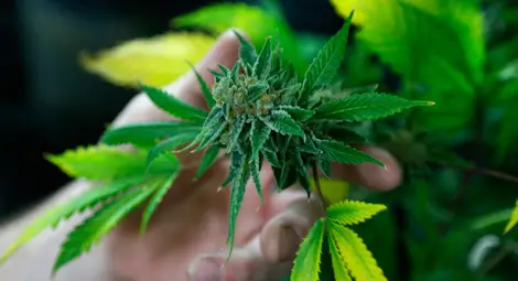 Безработен решил да припечели с отглеждане на марихуана Безработен решил да припечели с отглеждане на марихуана