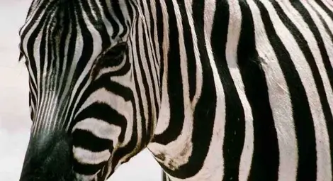 Зебра и кон шашнаха Ню Йорк Зебра и кон шашнаха Ню Йорк