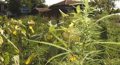 Хванаха 76-годишна баба с 20 кила марихуана