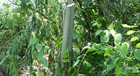 Поголовна сеч на Левента заради новата панорамна площадка