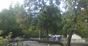 Нарязаха разцепена  липа до детска градина