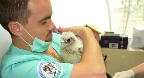 Показват в Русе кукумявката Блага и мишелова Хари в Международния ден на лешоядите