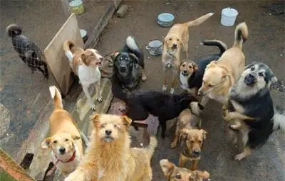 Зоополиция заработва от есента