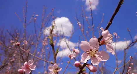 Топлата зима може да излъже овошките