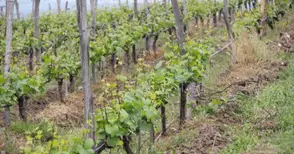 Одобрени са 52 проекта за преструктуриране на лозя