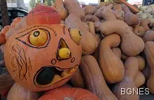 Тиква 214 кг поникна в Рига Тиква 214 кг поникна в Рига