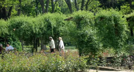 Розариумът става концертна сцена