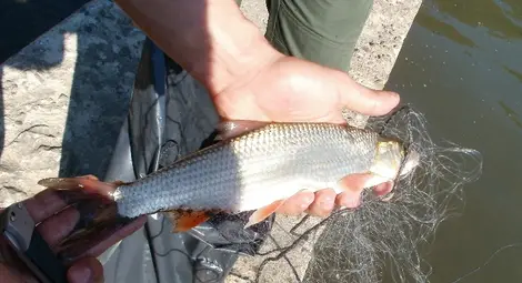 Вадят &bdquo;парашут&ldquo; и &bdquo;хапки&ldquo; от лимана на Корабната