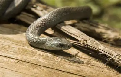 Жена откри змия в гардероба си