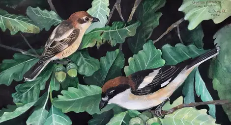 Изложбата на WWF  &bdquo;Чудесата на природата: от семе до гора&ldquo; гостува в Русе