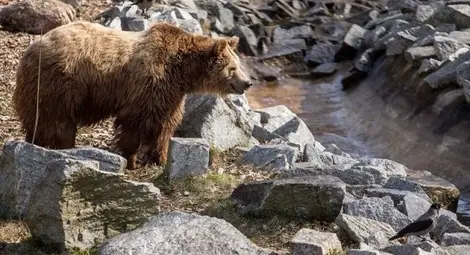 Министерството на туризма рекламира България с лов на защитена мечка и американски видове Министерството на туризма рекламира България с лов на защитена мечка и американски видове