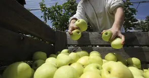 Дунавските овощари представят родни плодове на изложение в Букурещ