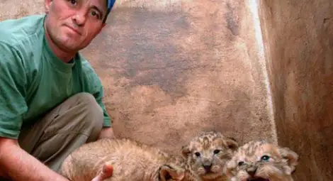 Пускат на търг три малки лъвчета в Разград