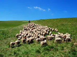 Процедурата за доставки на ваксини срещу син език е спряна