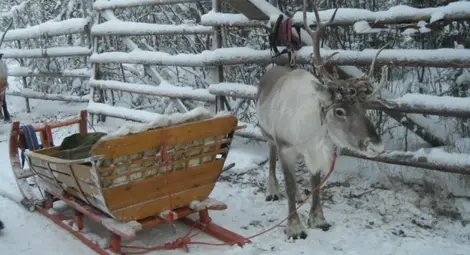 Откриха защо носът на елена Рудолф е червен