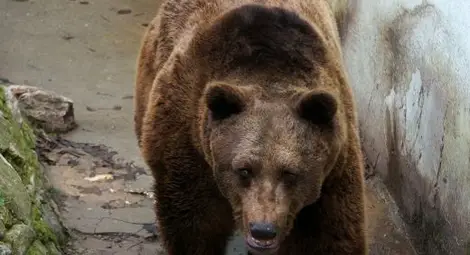 Мечка влезе в селски двор в Монтанско Мечка влезе в селски двор в Монтанско