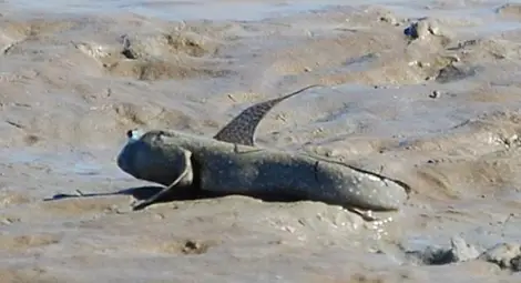 Учени посочиха петте безсмъртни животни /галерия/