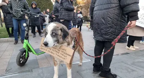 Втори протест в защита на животните в Русе: Днес е животно, утре може да е човек!