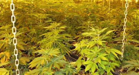 И вторият обвиняем за най-модерната откривана в Русенско наркооранжерия влезе в ареста /галерия/