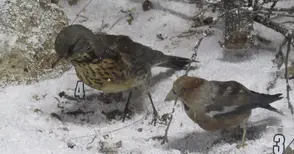 Русенци звънят за червен сняг на телефон 112