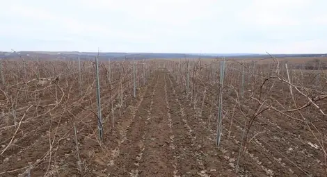 Изба Нисово възражда  традициите на сорта сензо