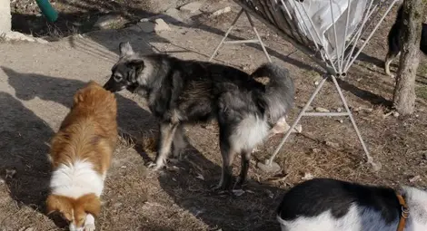 Неизвестен изтребва уличните кучета в Силистра Неизвестен изтребва уличните кучета в Силистра