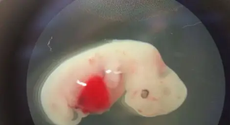 Този ембрион е инжектиран с човешки клетки на ранен етап от развитието му и е нараснал в продължение на четири седмици. Изследователите приложиха процедурата върху овце. Снимка: JUAN CARLOS IZPISUA BELMONTE