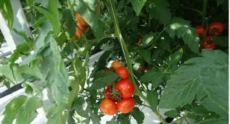 Производители на оранжерийни зеленчуци: Без помощ ще има протести