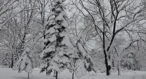 Зимата се кротна, но студът става сибирски