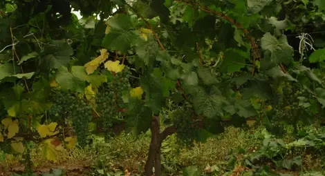 &bdquo;Образцов чифлик&ldquo; представи два нови сорта устойчиви на студ и мана лози