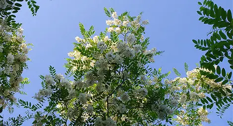 Цъфналите акации отлагат пръскането срещу комари Цъфналите акации отлагат пръскането срещу комари