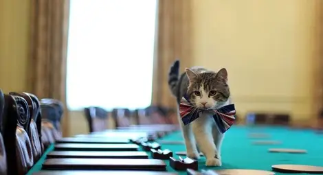 Лари, владетелят на Даунинг стрийт 10, с тържествената си папийонка..