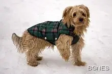 Собствениците на йоркширски териер са най-щастливи