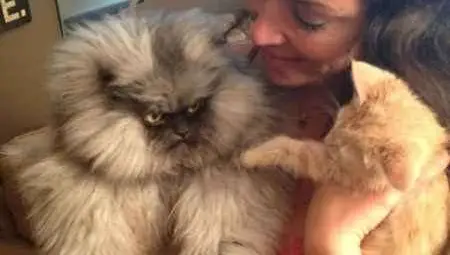 Полковник Мяу - котаракът с най-дълга козина /галерия/