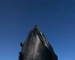 Варварско! Заведение край морето задушава дърво с чували