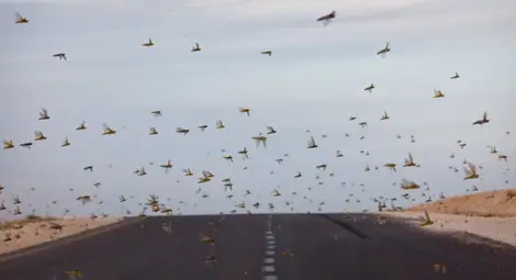 Другата криза: Нашествието на скакалци в Африка и Близкия изток има библейски размери