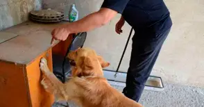 Митничарят Рон надуши контрабанда на 2000 кутии цигари в мерцедес