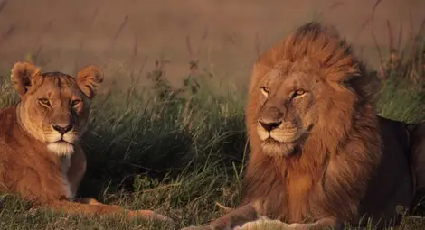 Царят на животните се завръща в Руанда