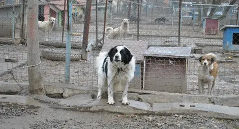 Седем пъти намалели скитащите кучета в Русе за 10 години